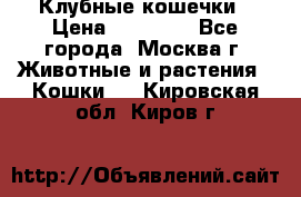 Клубные кошечки › Цена ­ 10 000 - Все города, Москва г. Животные и растения » Кошки   . Кировская обл.,Киров г.